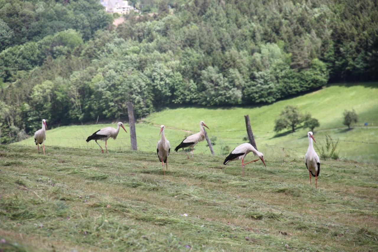 La Colline Du Baa - Maison D'Hotes D'Exception Lapoutroie Εξωτερικό φωτογραφία